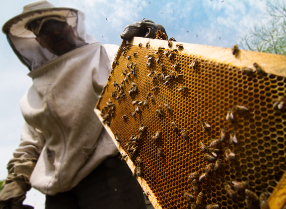 New Jersey Beekeepers Say Proposed...